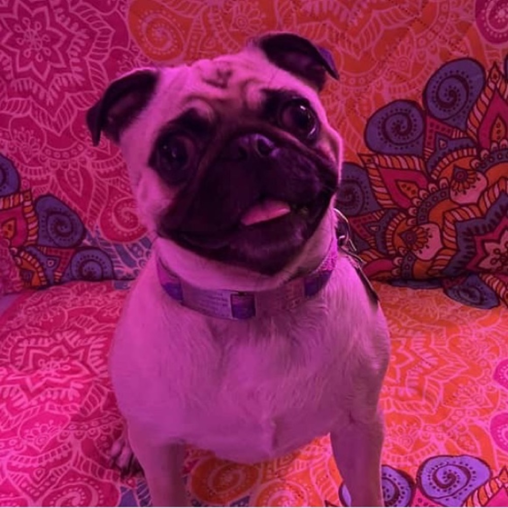 Meet your Posher, Shannon